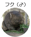 ウォンバットてれび 大阪府池田市にある五月山動物園のウォンバットのライブカメラです